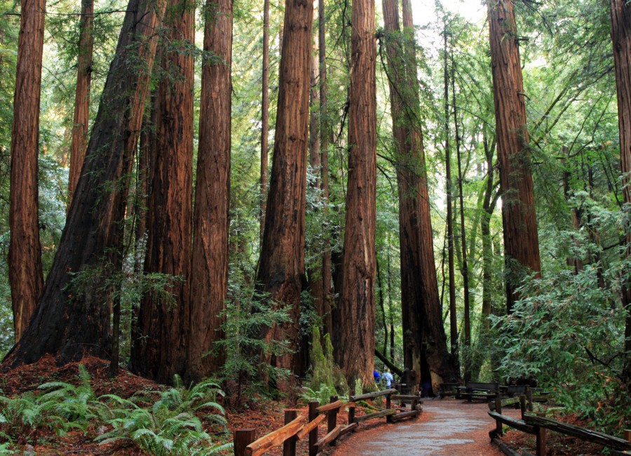 Muir Woods trees